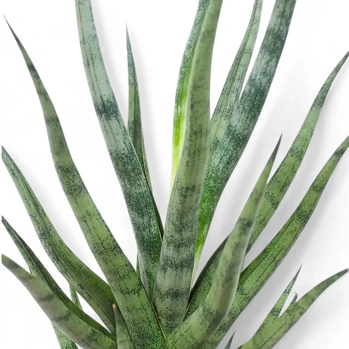 Sansevieria 'torch' - View 12 from www redcrocus com