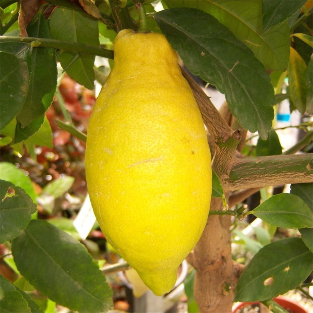 Citrus Lemon Assorted Standard - View 18 from www redcrocus com