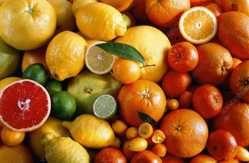 Citrus Lemon Assorted Standard - View 5 from www redcrocus com