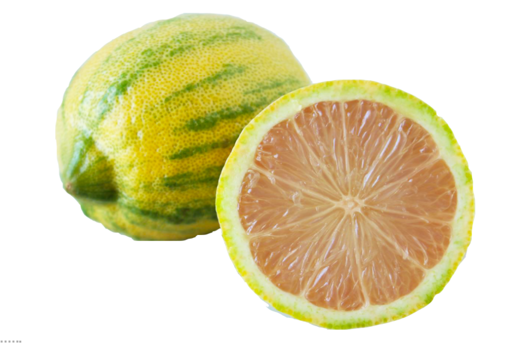Citrus Lemon Assorted Standard - View 7 from www redcrocus com