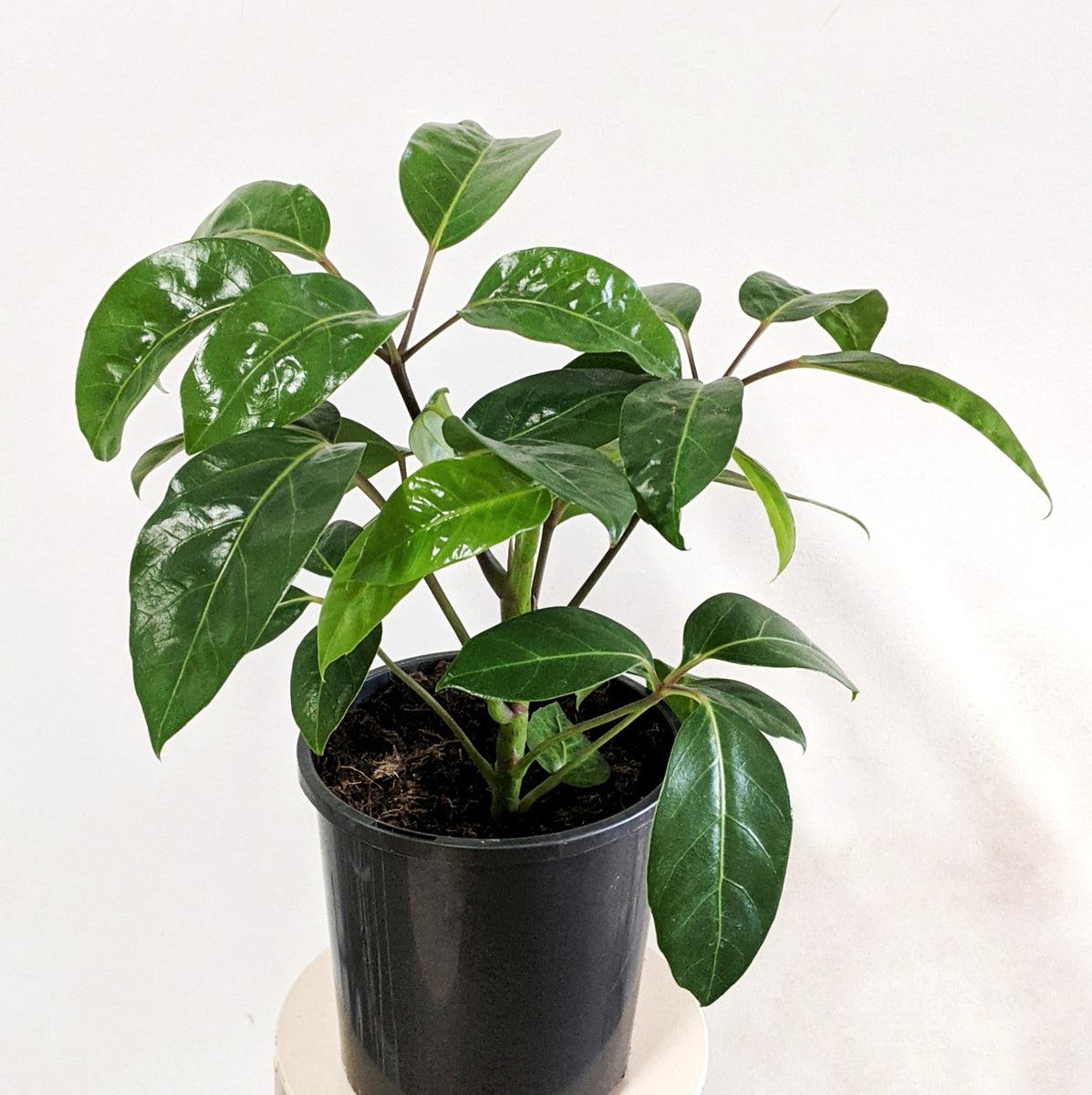 Schefflera Actinophylla Amate - View 10 from www redcrocus com