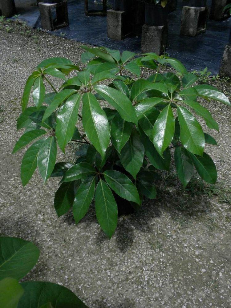 Schefflera Actinophylla Amate - View 14 from www redcrocus com