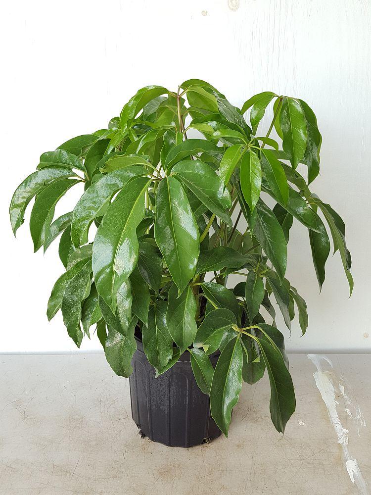 Schefflera Actinophylla Amate - View 1 from www redcrocus com