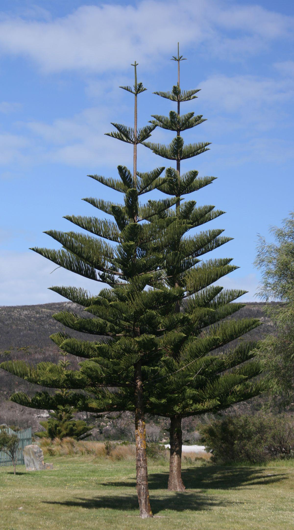 Araucaria Heterophylla (norfolk Island Pine) - View 15 from www redcrocus com