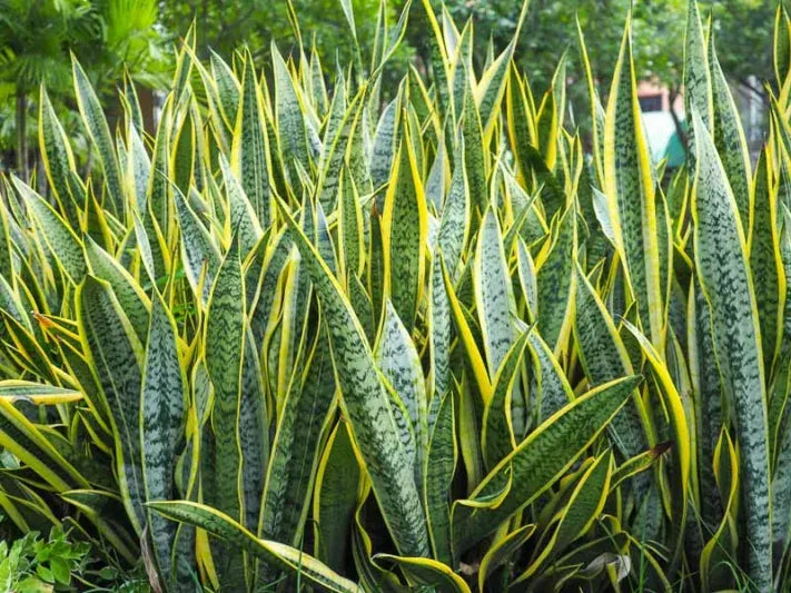 Sansevieria Trifasciata Laurentii - View 8 from www redcrocus com