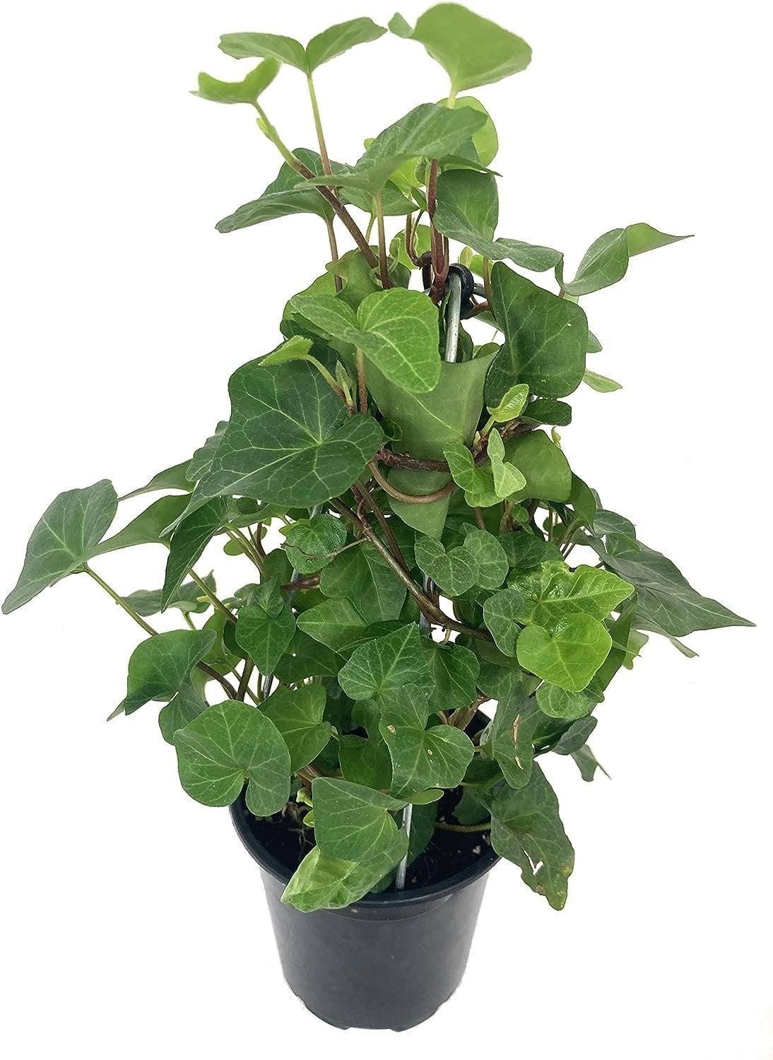 Hedera Helix Hoop Topiary - View 9 from www redcrocus com