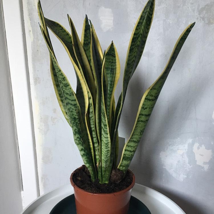 Sansevieria Trifasciata Laurentii - View 15 from www redcrocus com