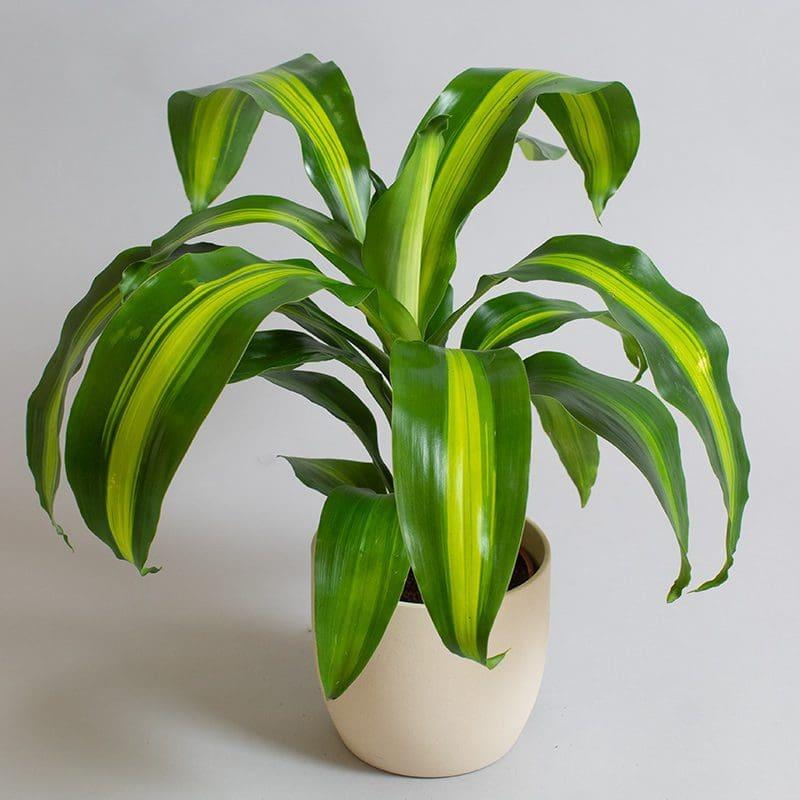 Dracaena Fragrans 'massangeana' - View 11 from www redcrocus com
