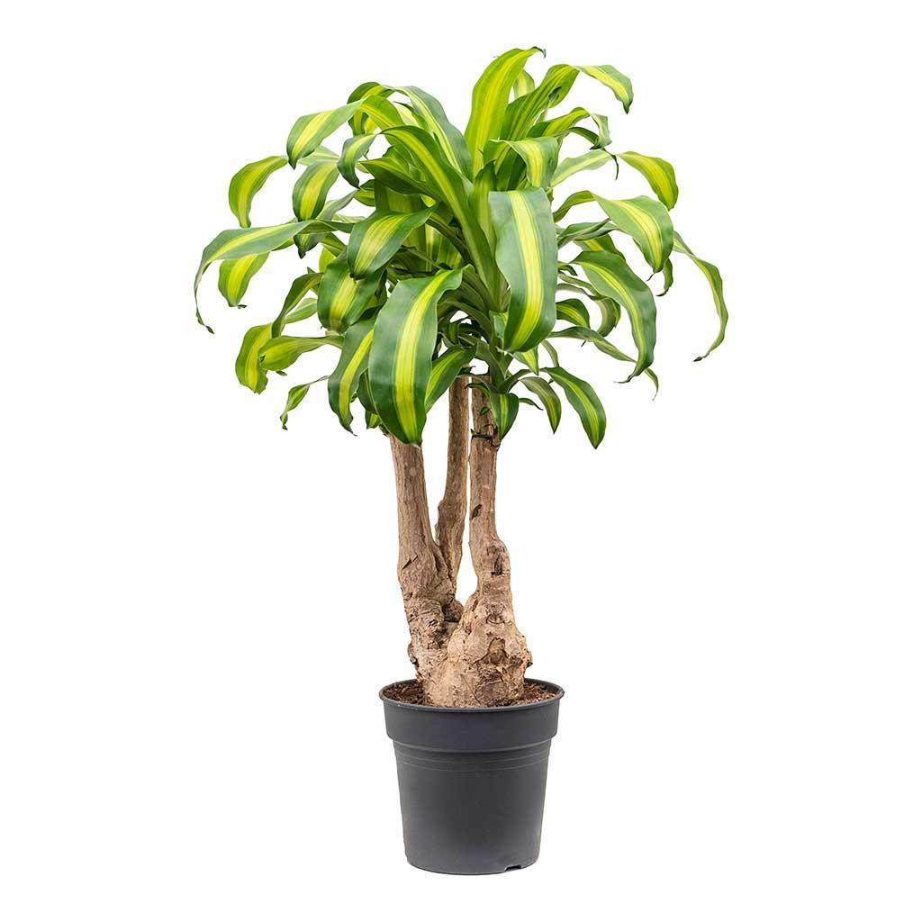 Dracaena Fragrans 'massangeana' - View 15 from www redcrocus com