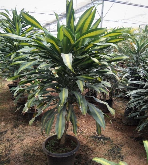 Dracaena Fragrans 'massangeana' - View 16 from www redcrocus com