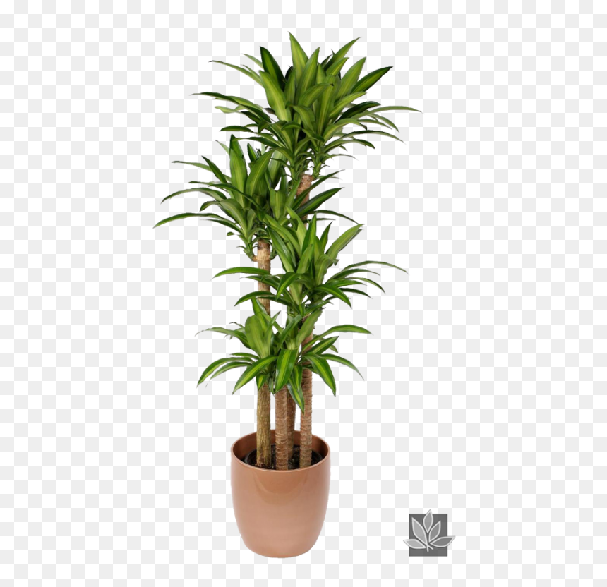 Dracaena Fragrans 'massangeana' - View 18 from www redcrocus com