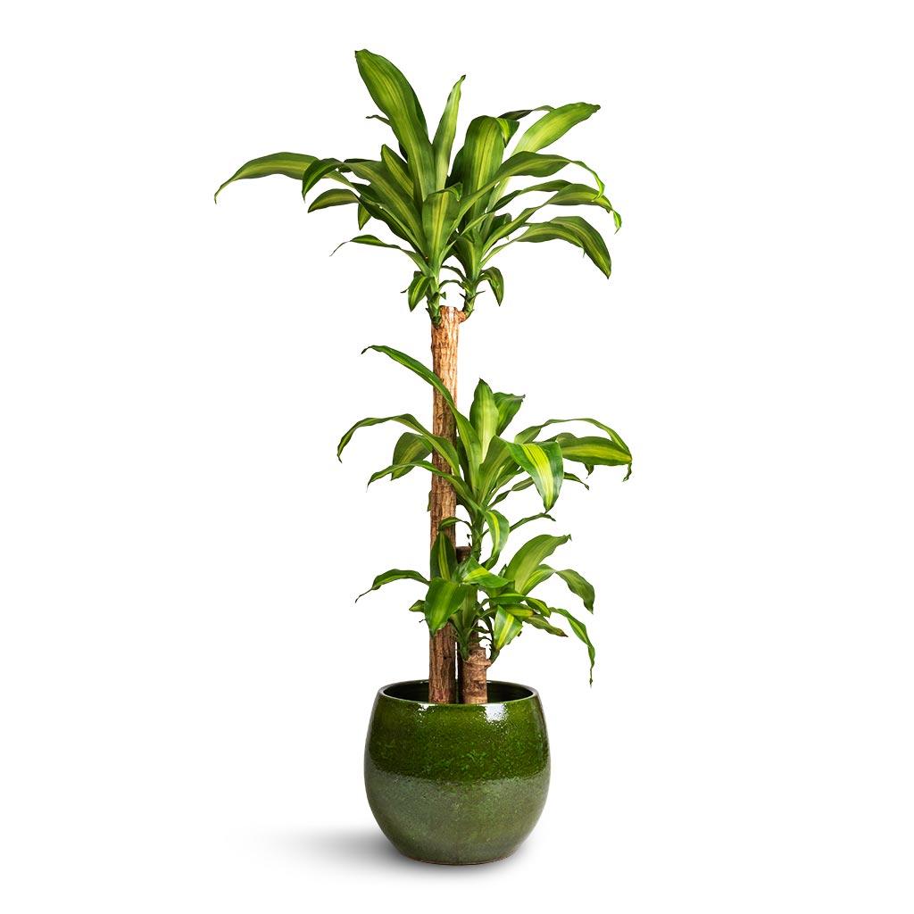 Dracaena Fragrans 'massangeana' - View 19 from www redcrocus com