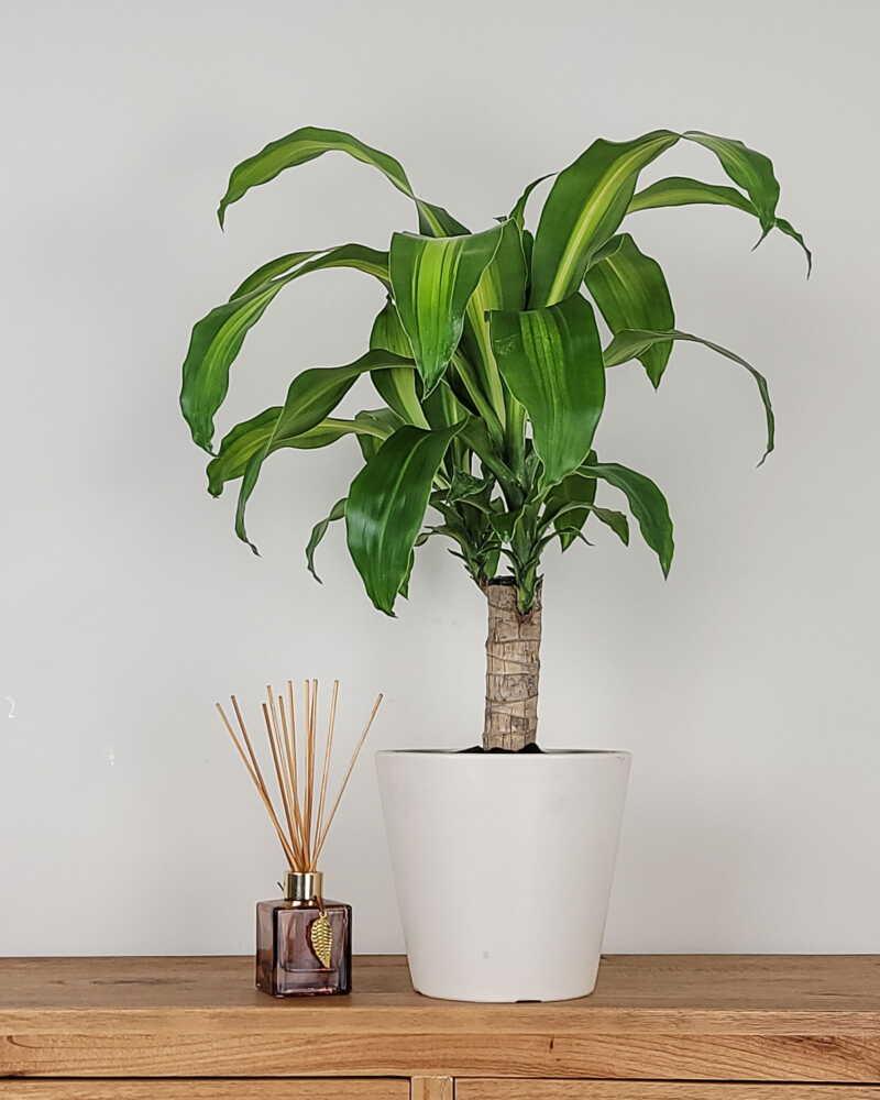 Dracaena Fragrans 'massangeana' - View 20 from www redcrocus com