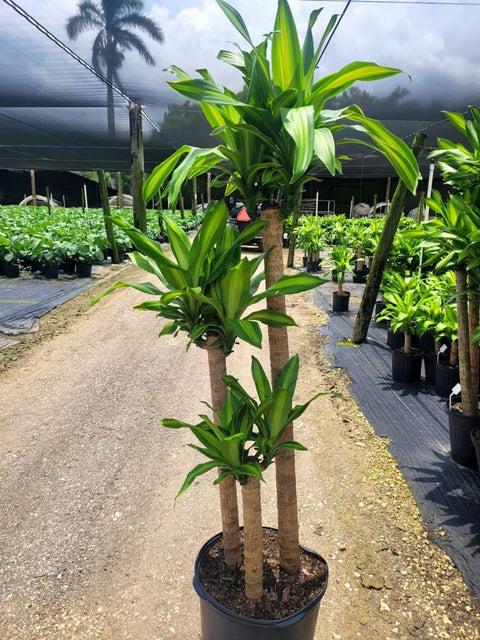 Dracaena Fragrans 'massangeana' - View 21 from www redcrocus com