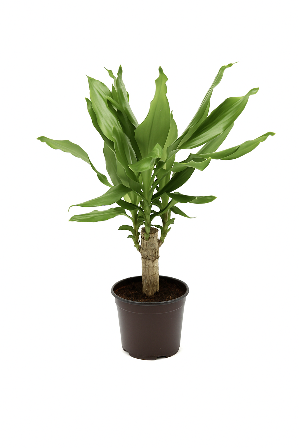 Dracaena Fragrans 'massangeana' - View 22 from www redcrocus com