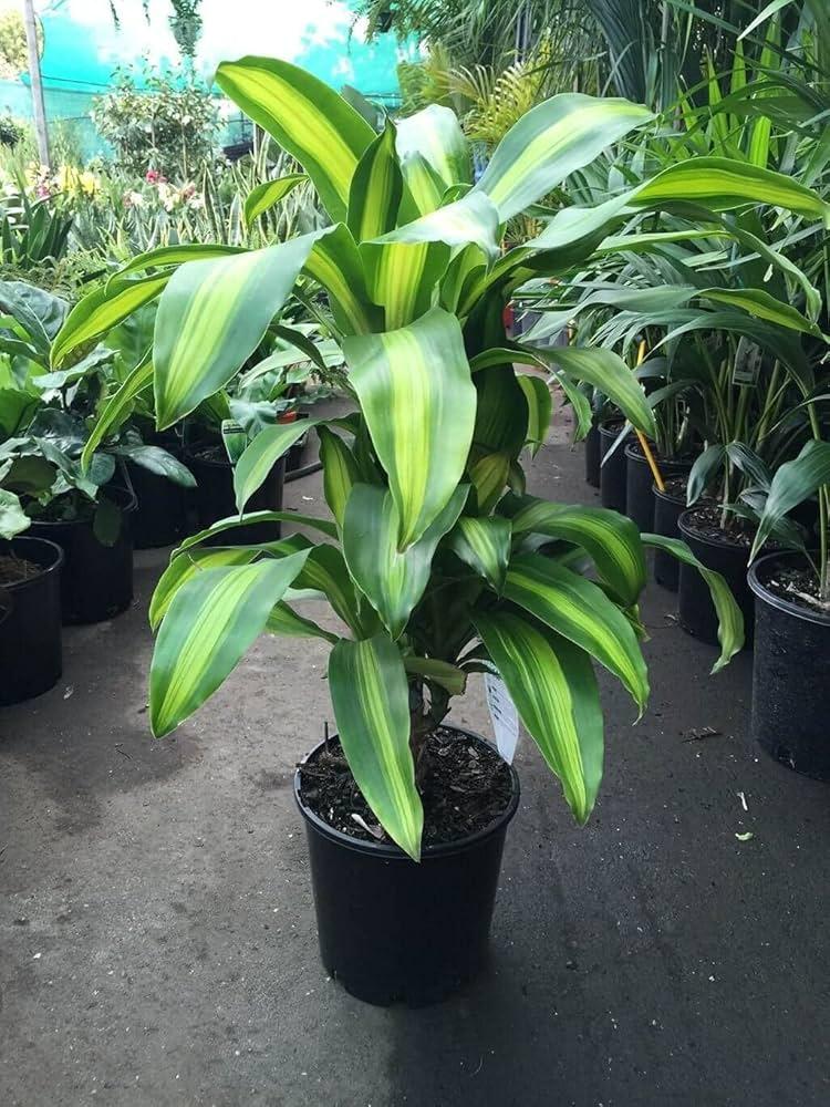 Dracaena Fragrans 'massangeana' - View 23 from www redcrocus com