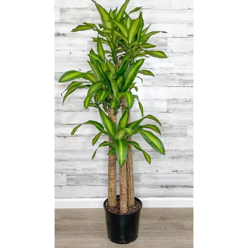 Dracaena Fragrans 'massangeana' - View 24 from www redcrocus com