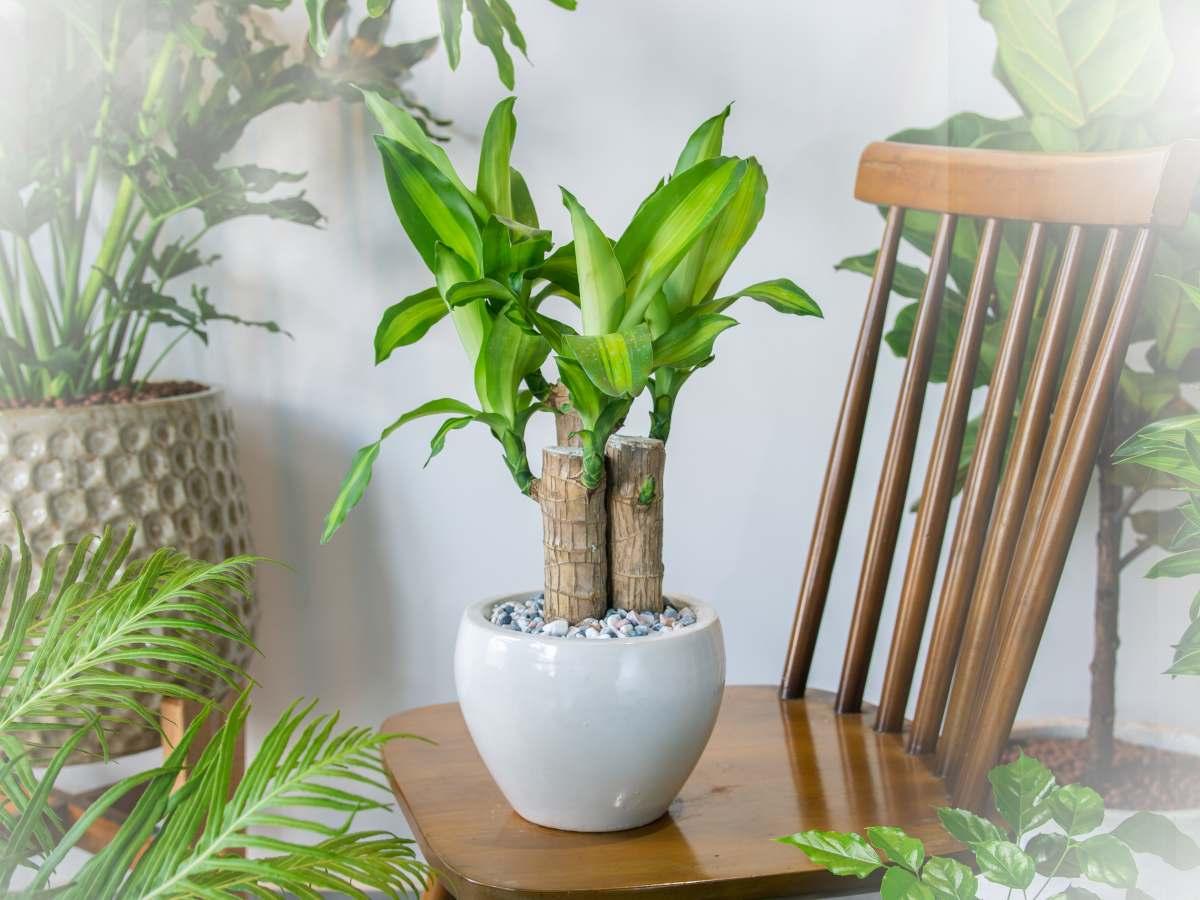 Dracaena Fragrans 'massangeana' - View 25 from www redcrocus com