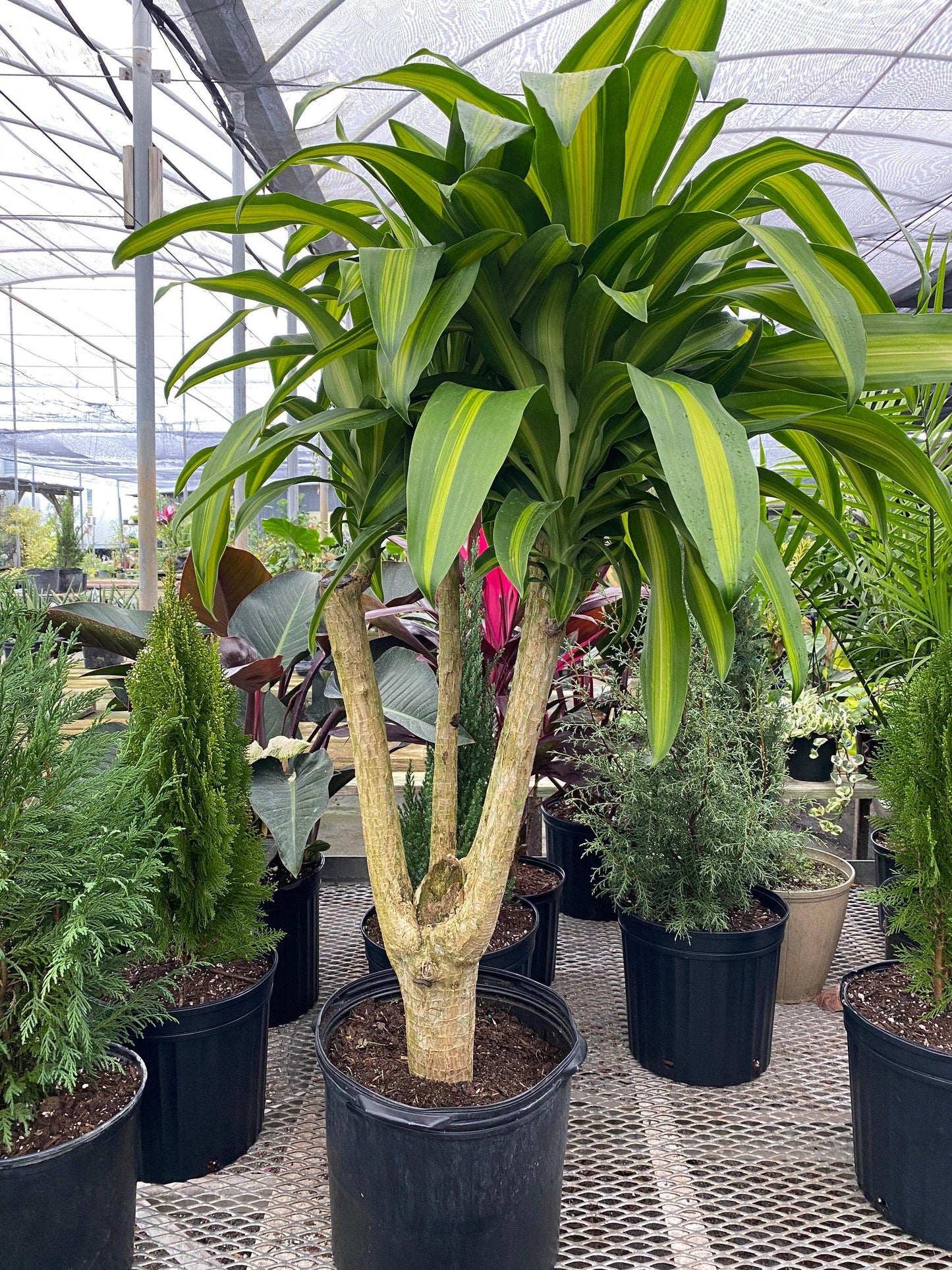 Dracaena Fragrans 'massangeana' - View 27 from www redcrocus com