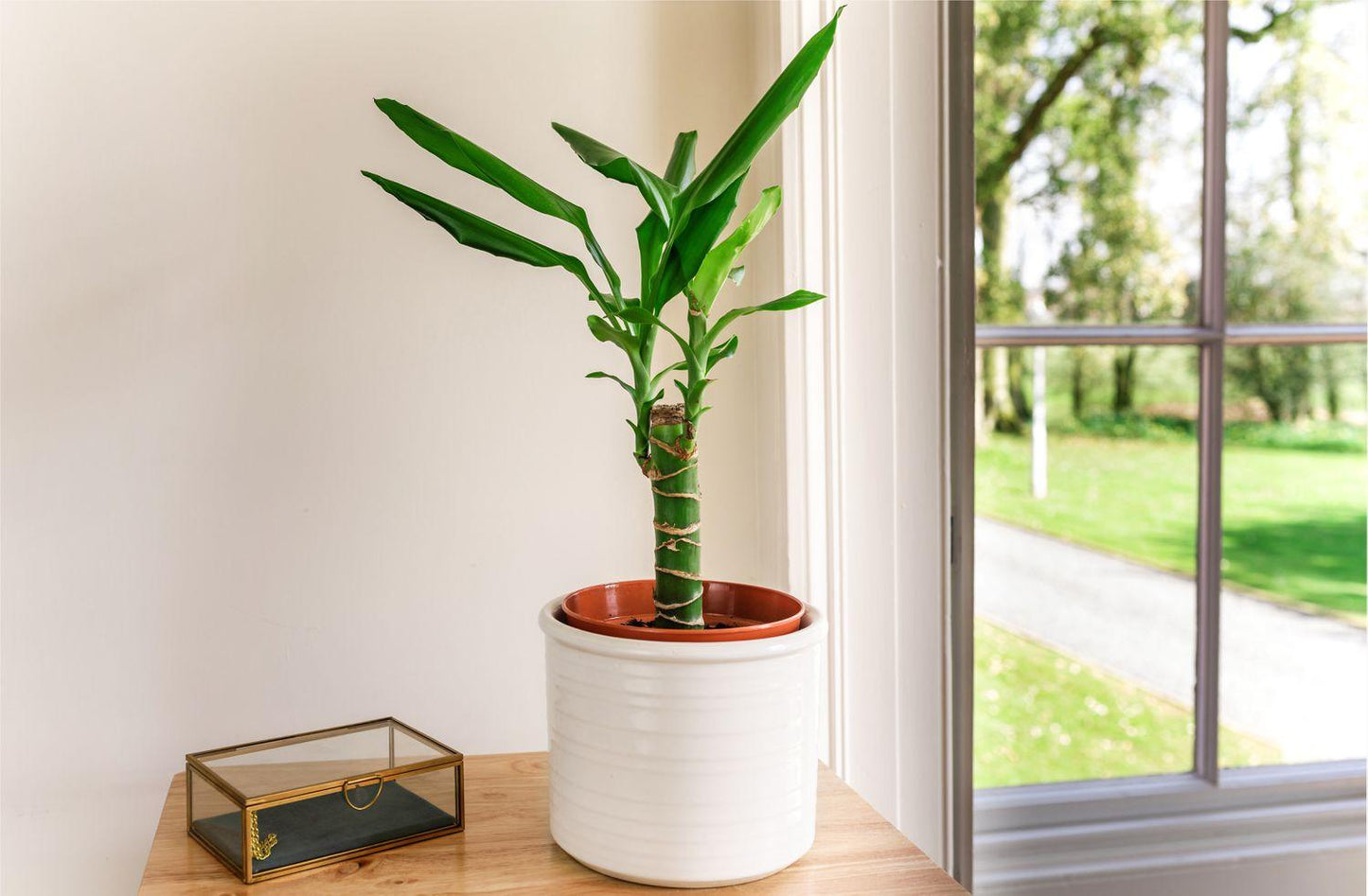 Dracaena Fragrans 'massangeana' - View 28 from www redcrocus com