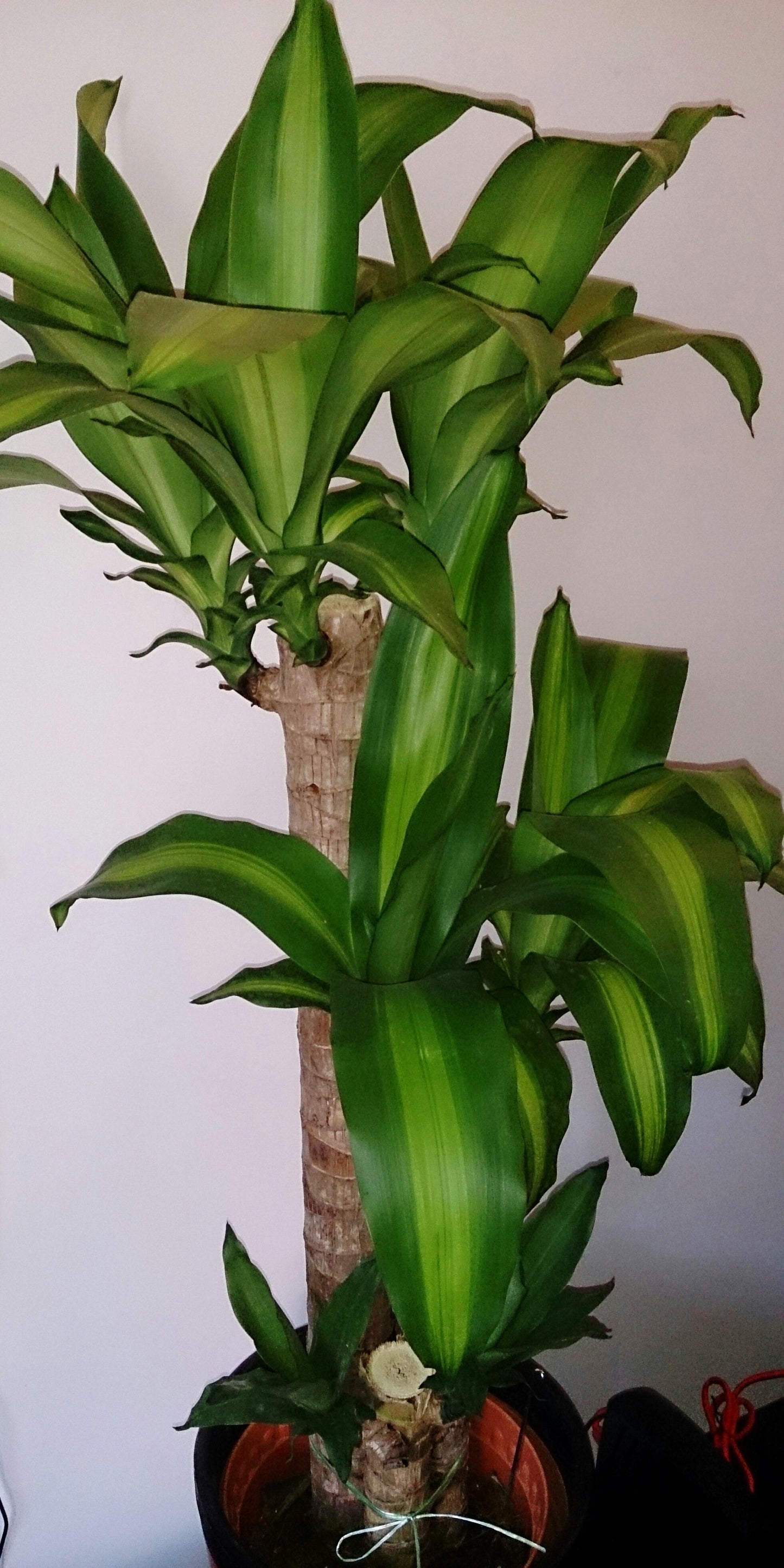 Dracaena Fragrans 'massangeana' - View 29 from www redcrocus com