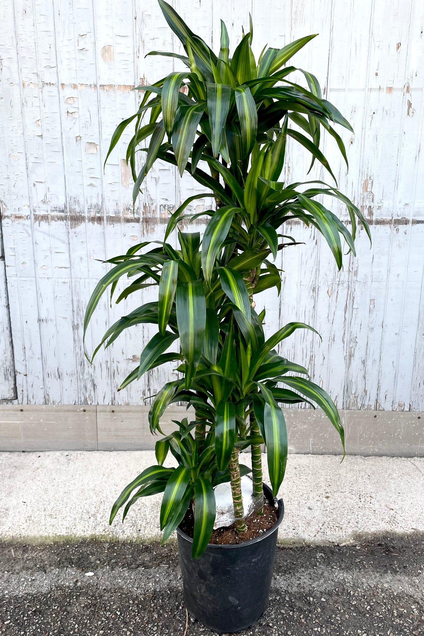 Dracaena Fragrans 'massangeana' - View 2 from www redcrocus com