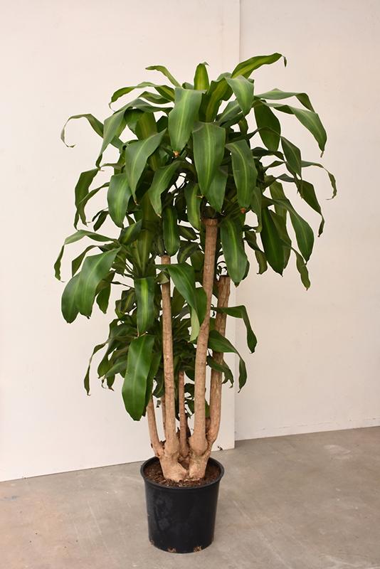 Dracaena Fragrans 'massangeana' - View 3 from www redcrocus com