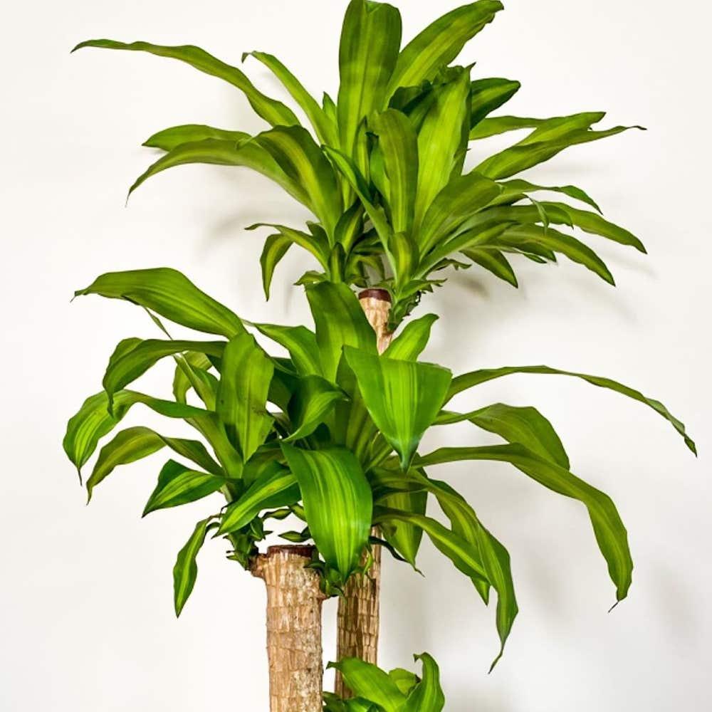 Dracaena Fragrans 'massangeana' - View 4 from www redcrocus com
