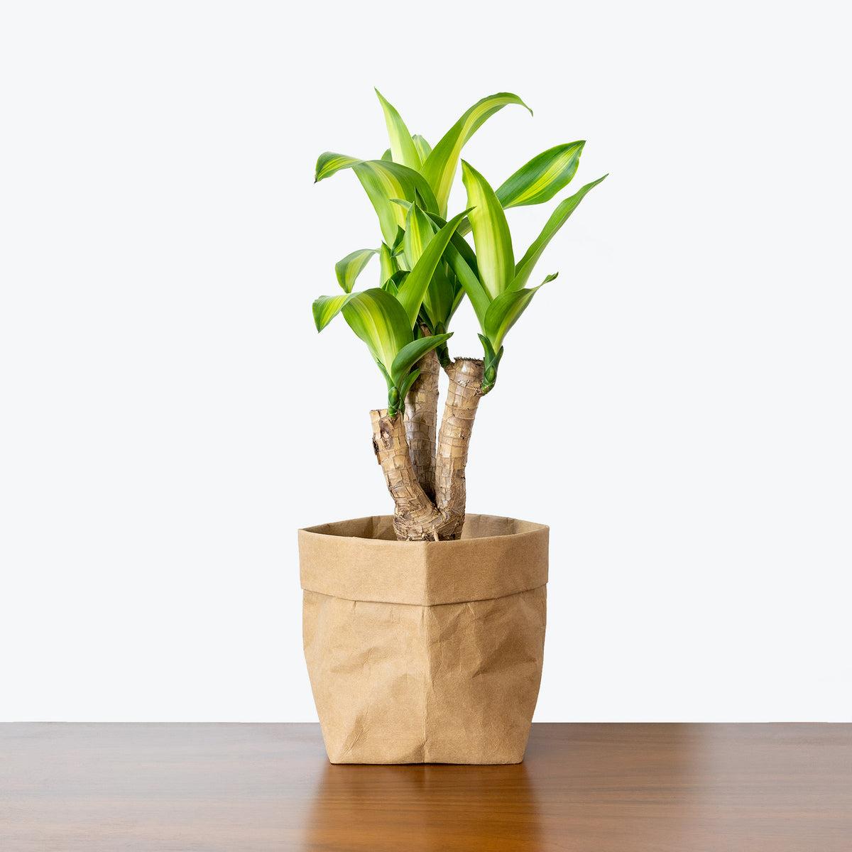 Dracaena Fragrans 'massangeana' - View 7 from www redcrocus com