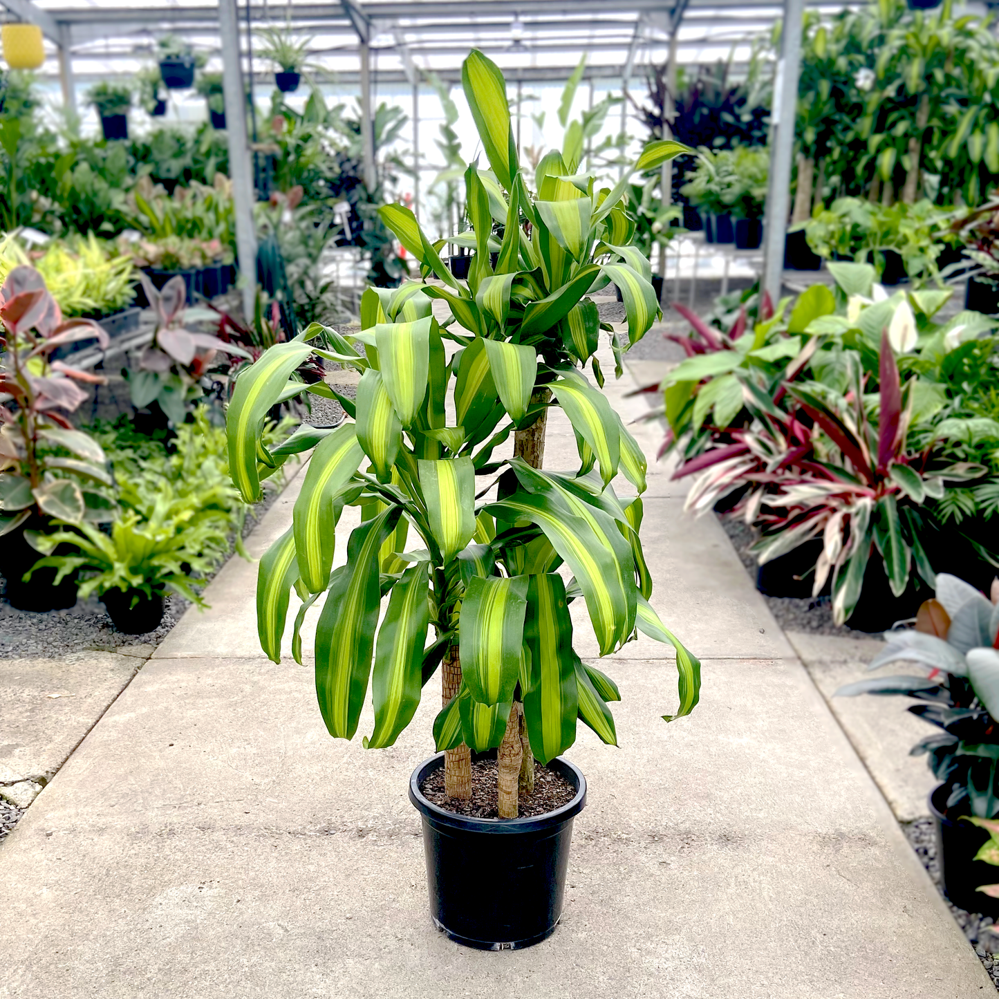 Dracaena Fragrans 'massangeana' - View 8 from www redcrocus com