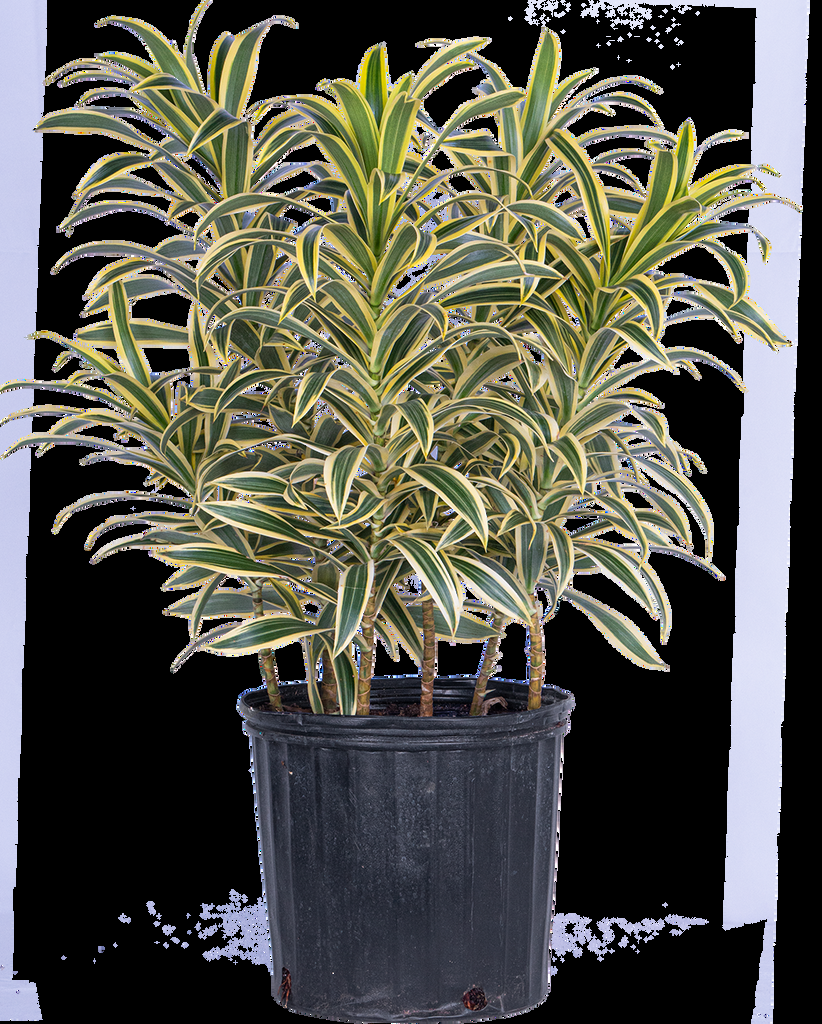 Dracaena Reflexa Song Of India - View 11 from www redcrocus com