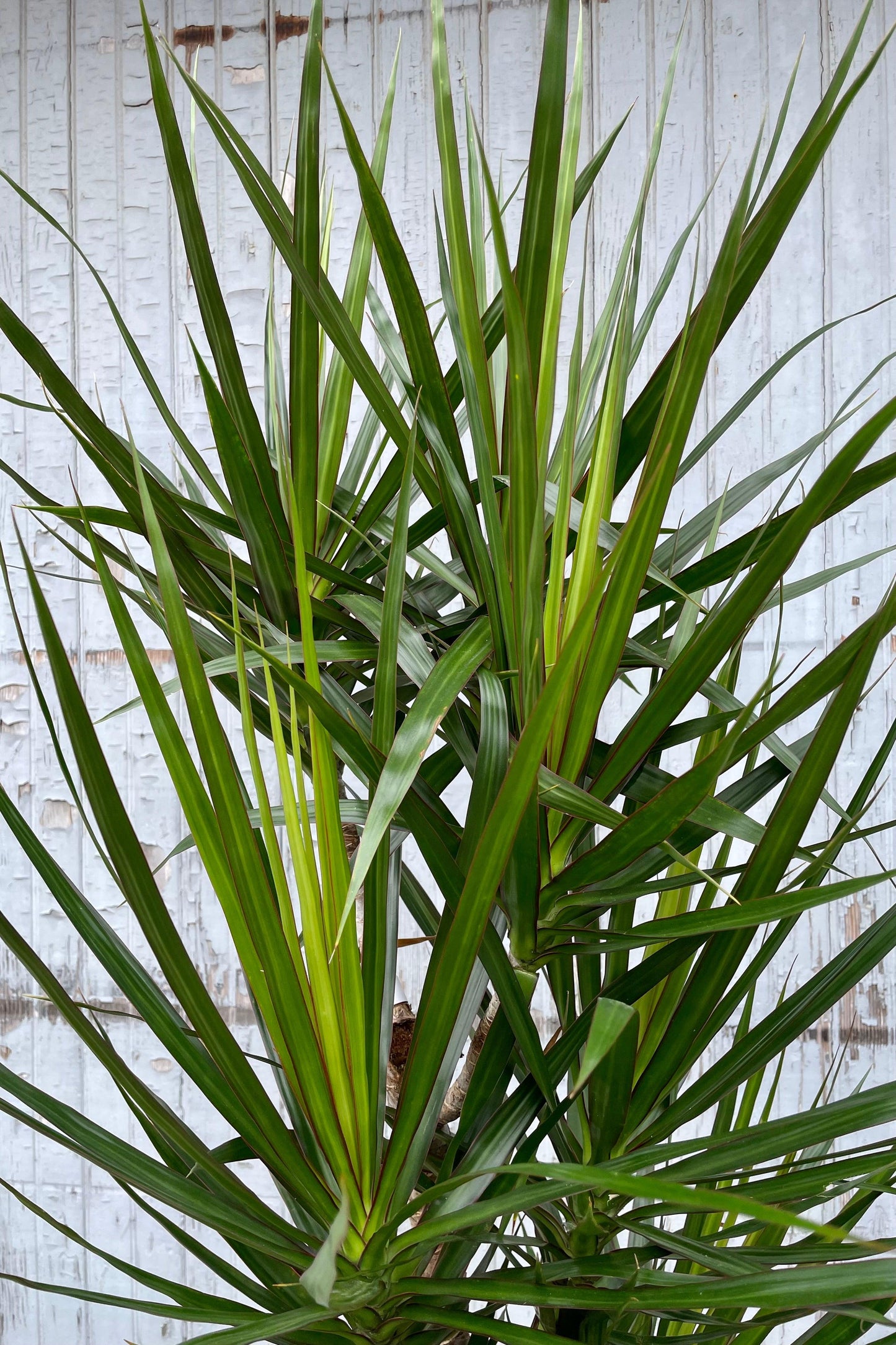 Dracaena Marginata Cut Back Staggered - View 13 from www redcrocus com