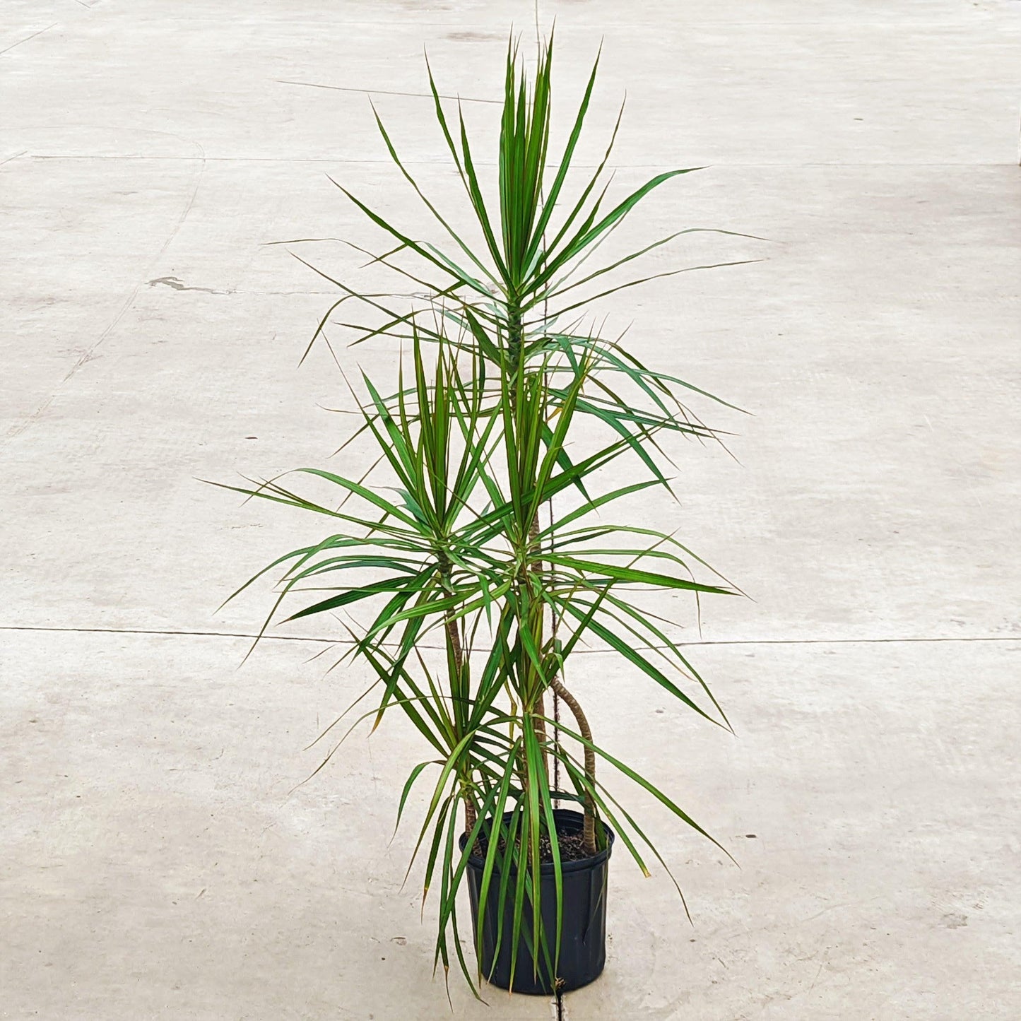 Dracaena Marginata Cut Back Staggered - View 15 from www redcrocus com