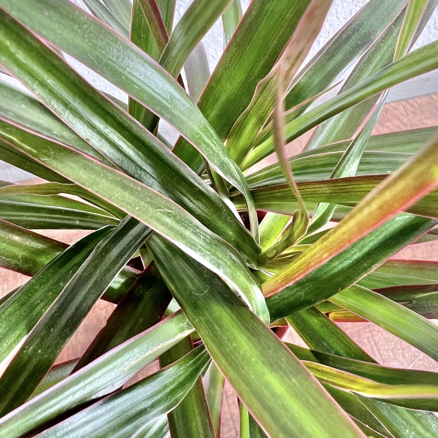 Dracaena Marginata Cut Back Staggered - View 17 from www redcrocus com