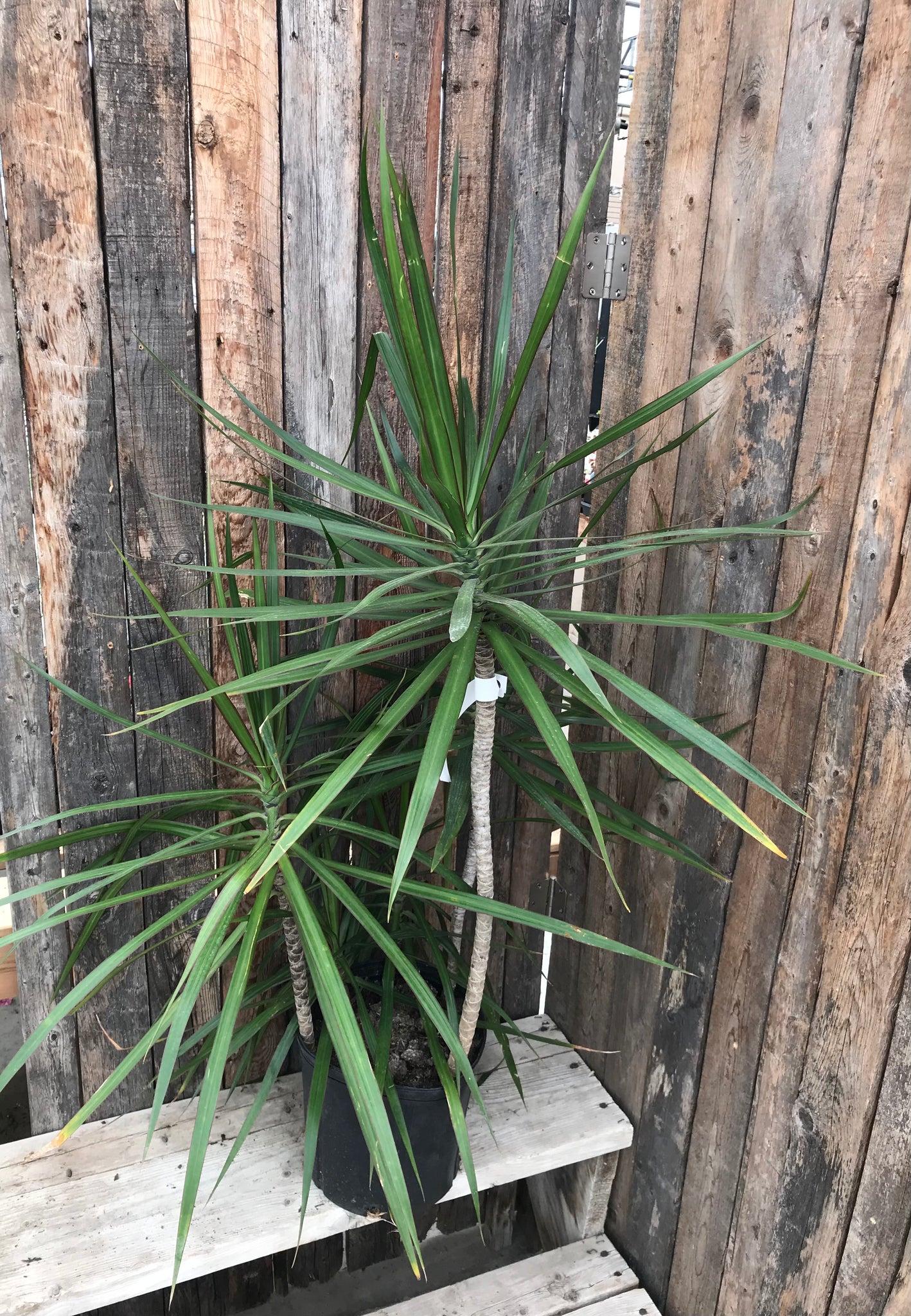 Dracaena Marginata Cut Back Staggered - View 18 from www redcrocus com