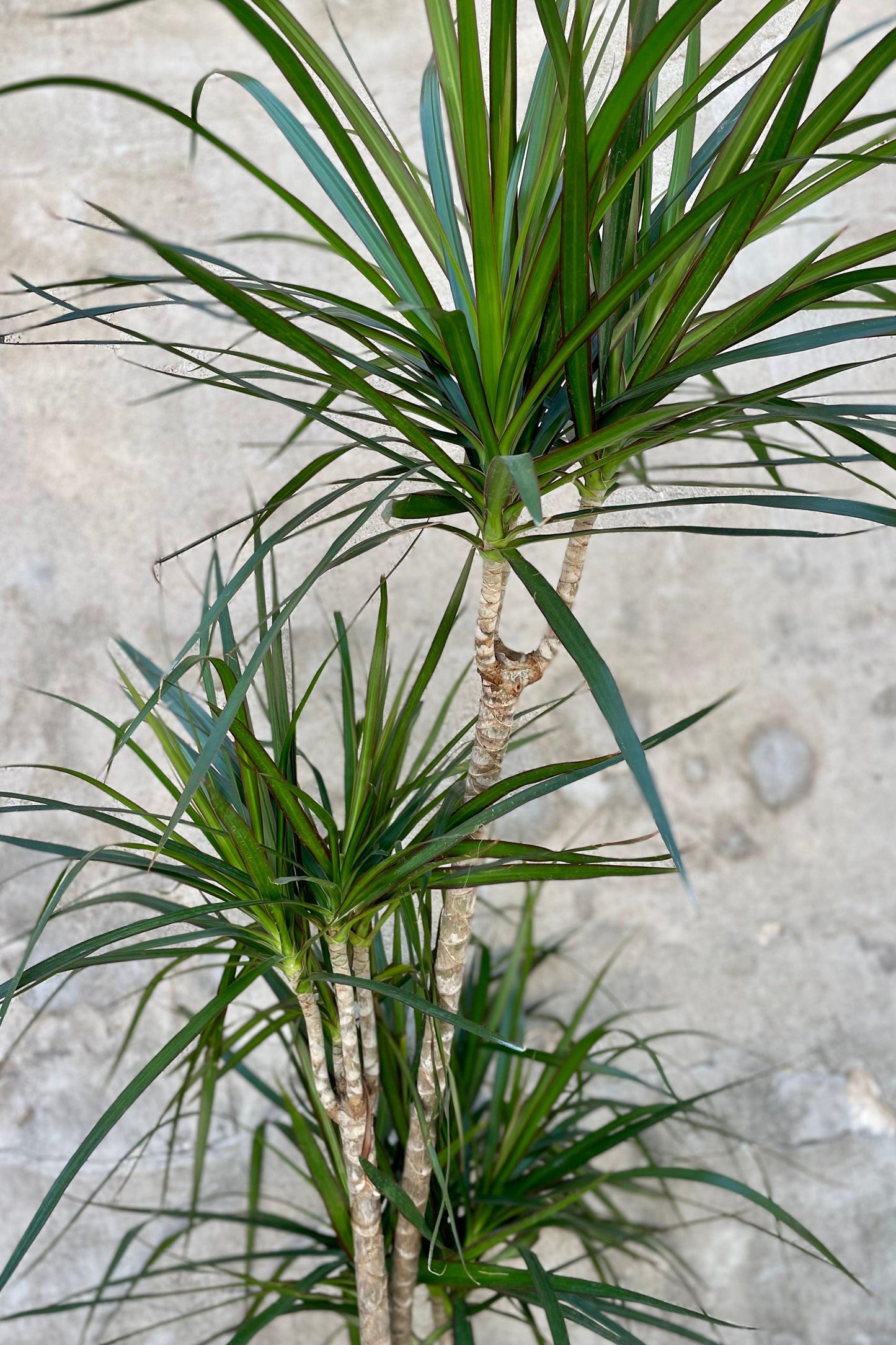 Dracaena Marginata Cut Back Staggered - View 20 from www redcrocus com