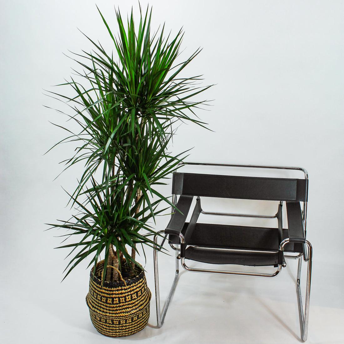 Dracaena Marginata Cut Back Staggered - View 2 from www redcrocus com