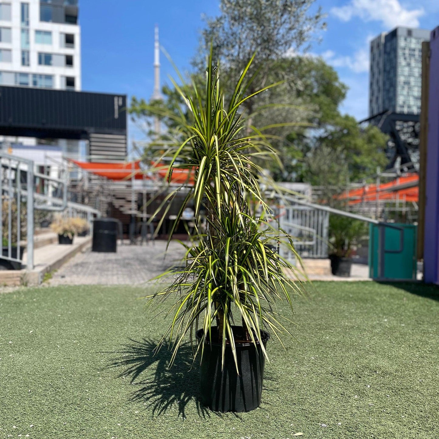 Dracaena Marginata Cut Back Staggered - View 9 from www redcrocus com