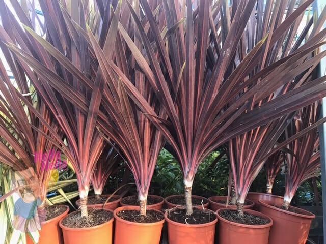 Cordyline Australis Red Star - View 19 from www redcrocus com
