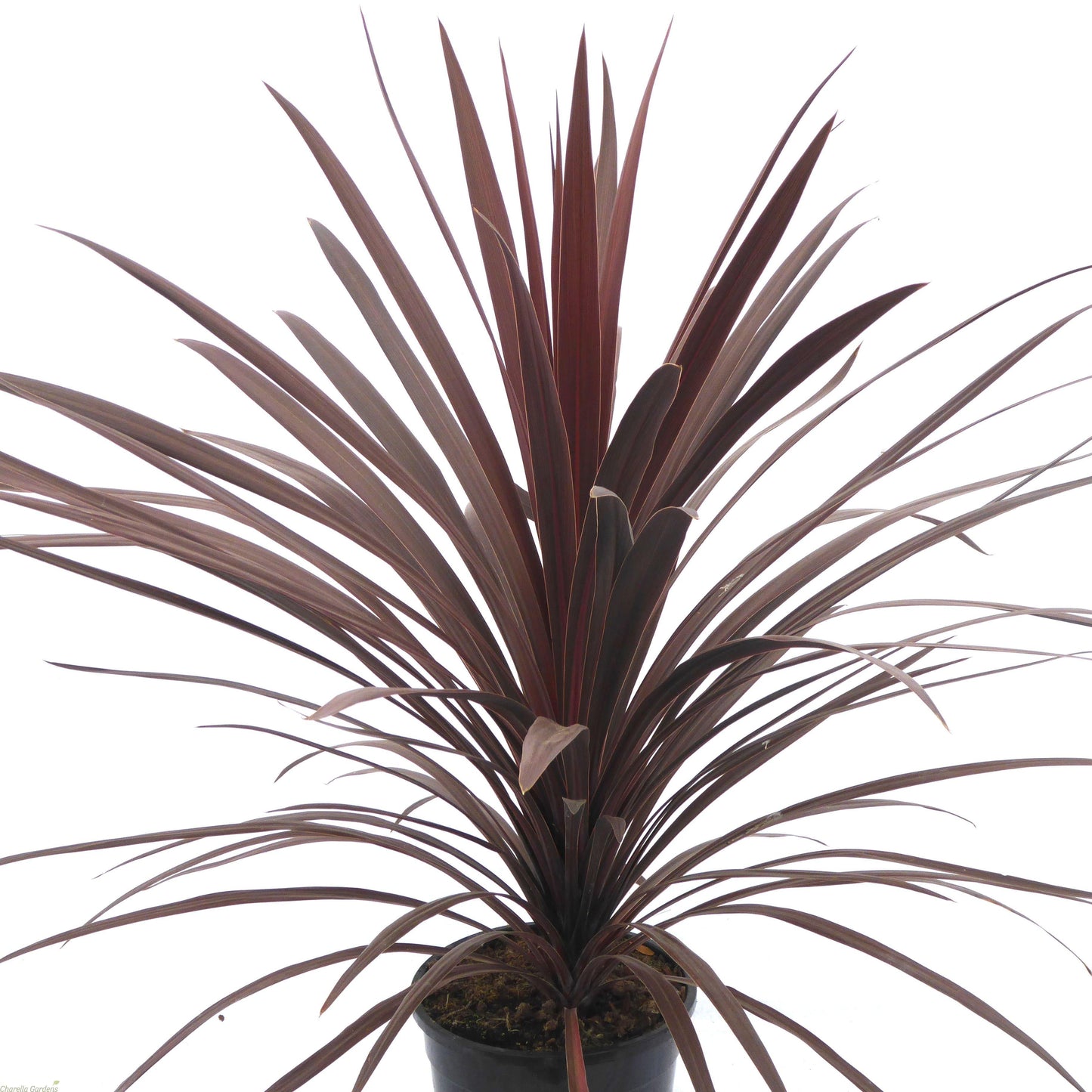 Cordyline Australis Red Star - View 4 from www redcrocus com