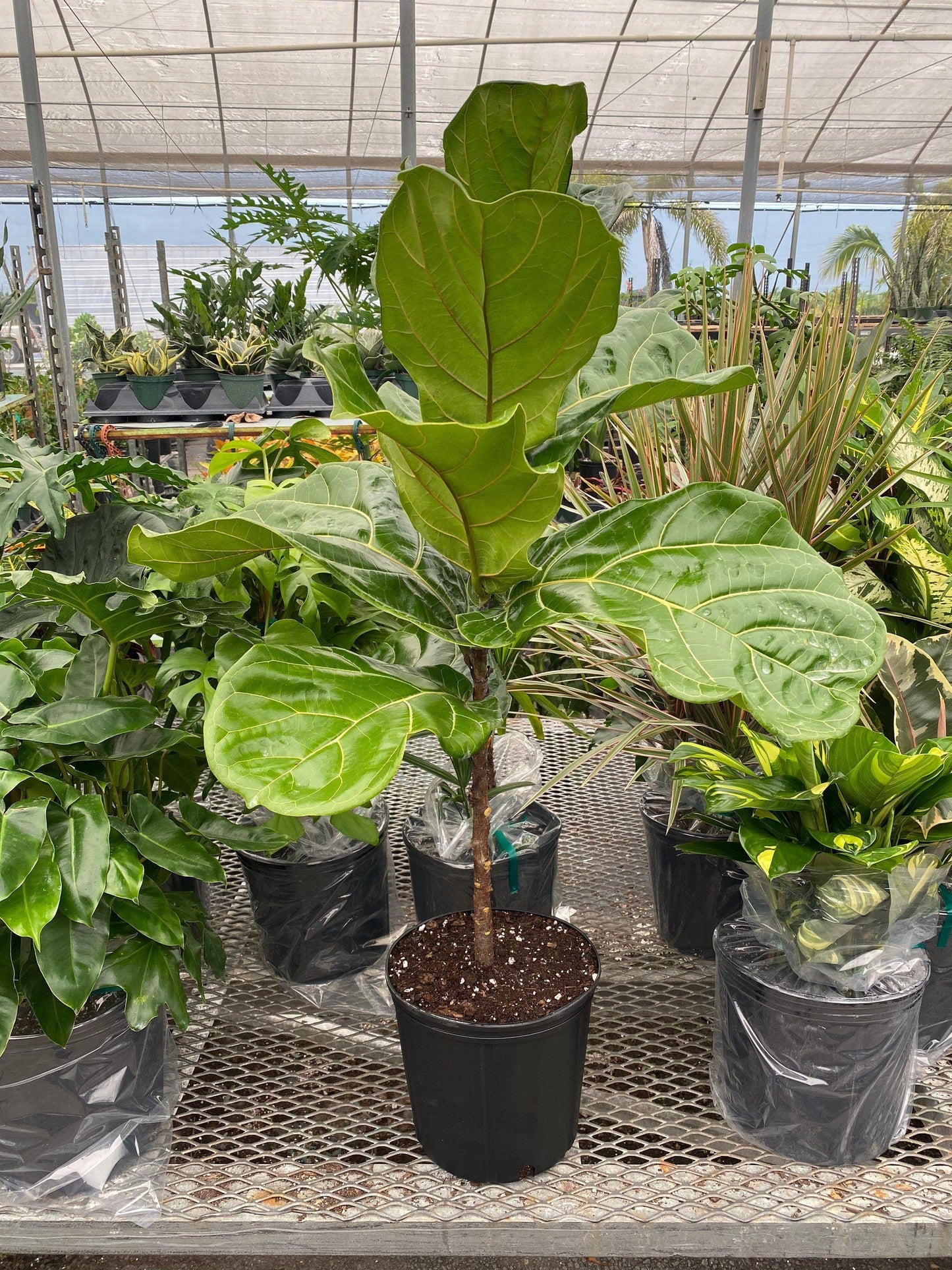 Ficus Lyrata Bush - View 11 from www redcrocus com