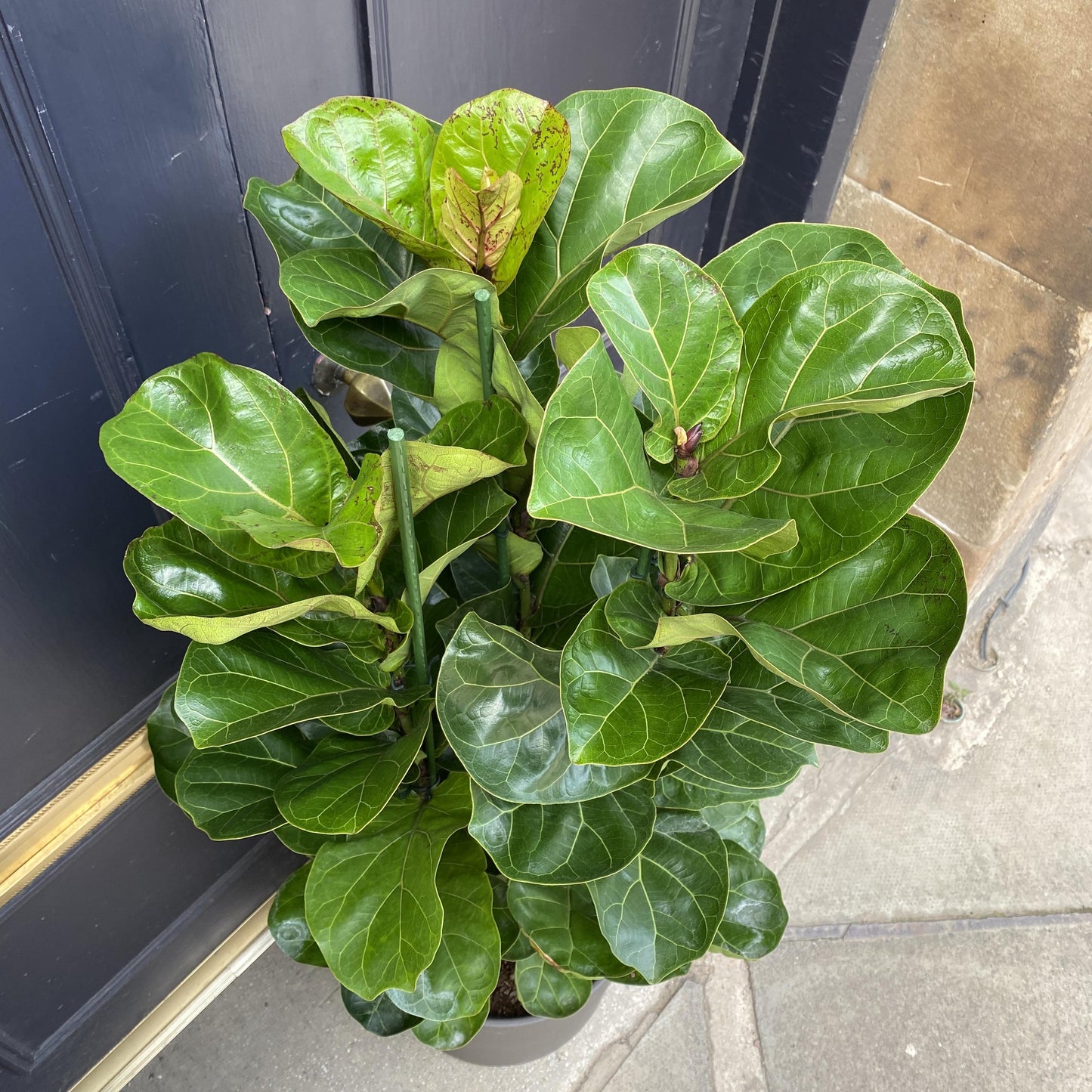 Ficus Lyrata Bush - View 12 from www redcrocus com