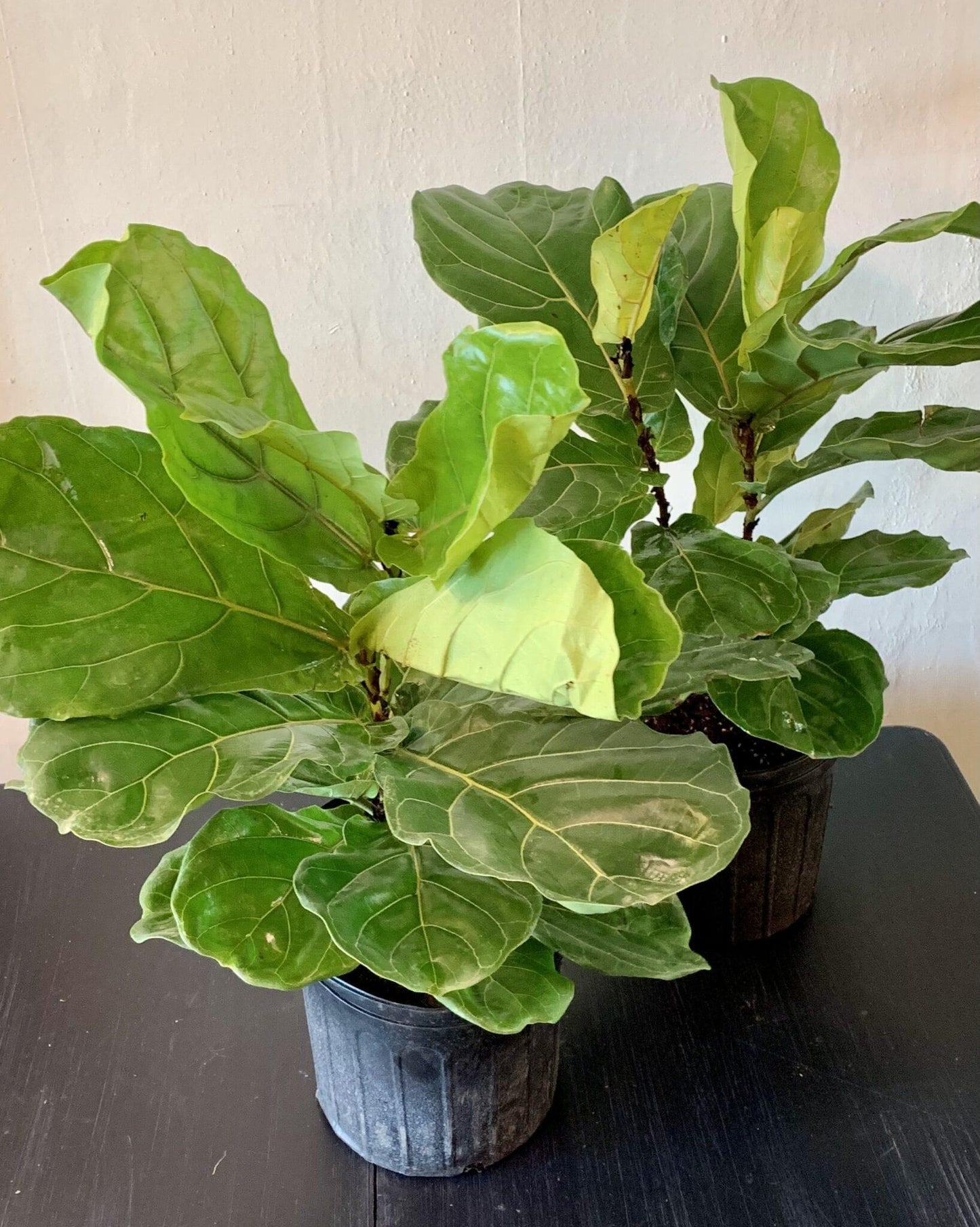 Ficus Lyrata Bush - View 13 from www redcrocus com