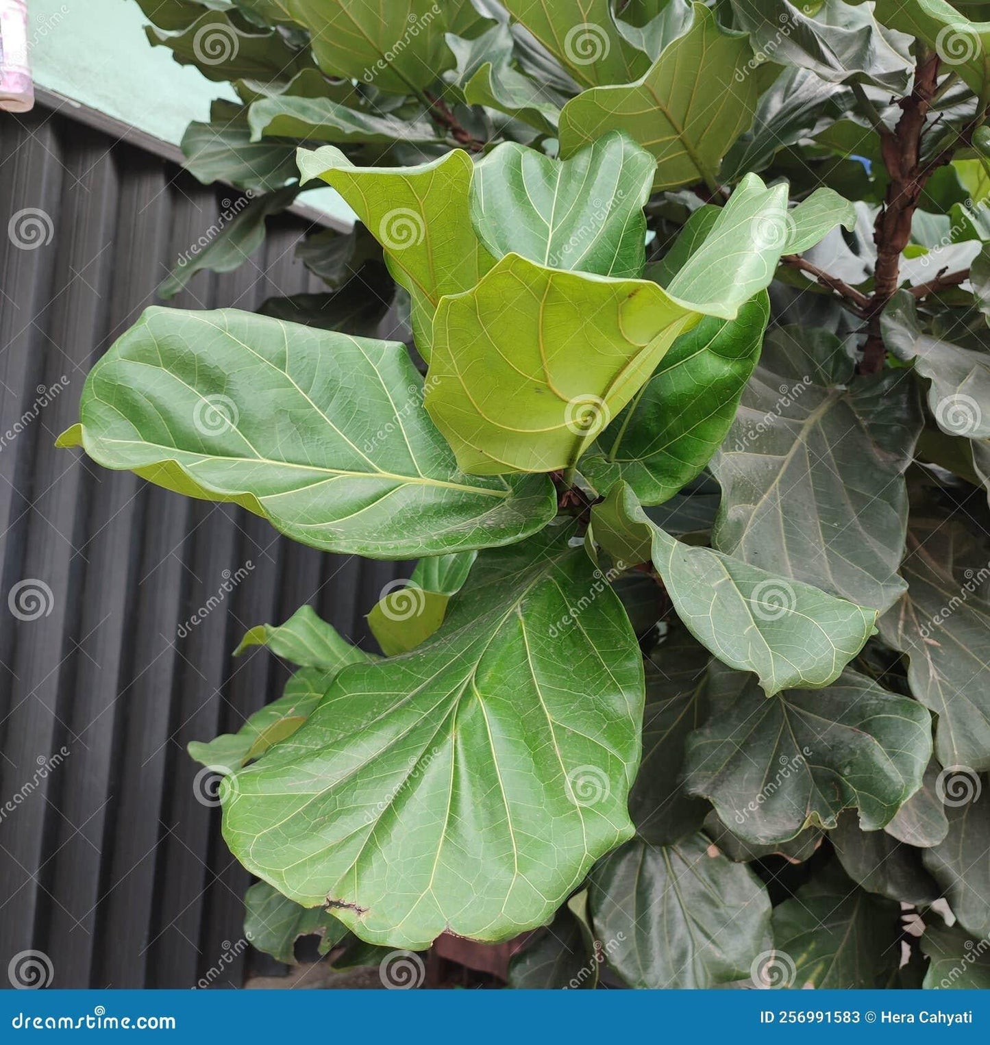Ficus Lyrata Bush - View 15 from www redcrocus com
