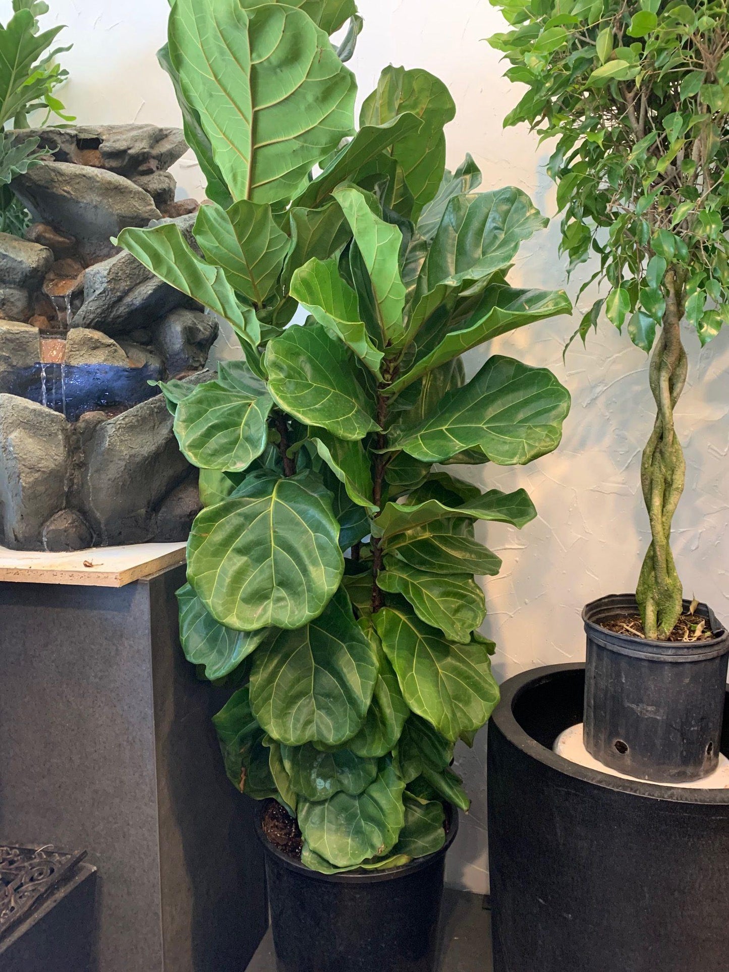 Ficus Lyrata Bush - View 6 from www redcrocus com