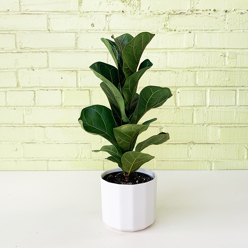 Ficus Lyrata Bush - View 6 from www redcrocus com