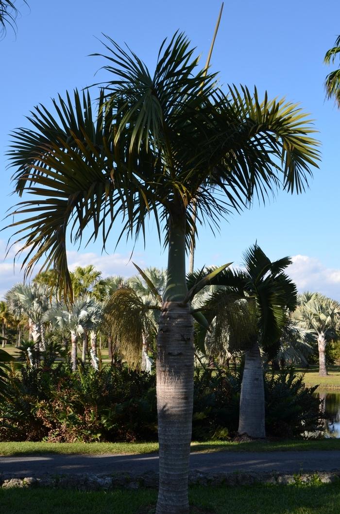Palm, Hyophorbe Verschaffeltii, Spindle, Triple - View 9 from www redcrocus com