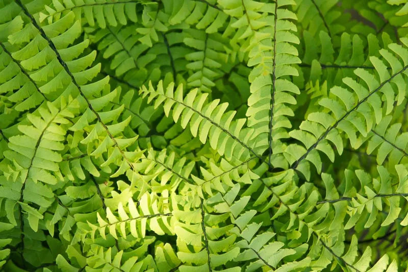 Fern Adiantum Assorted - View 10 from www redcrocus com