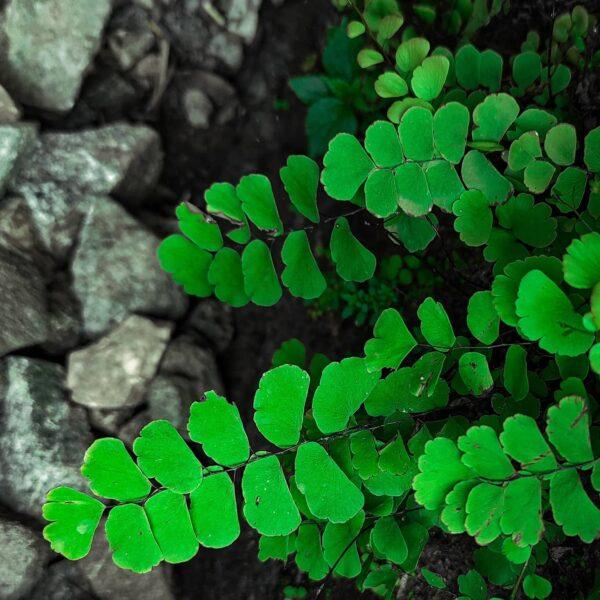 Fern Adiantum Assorted - View 11 from www redcrocus com