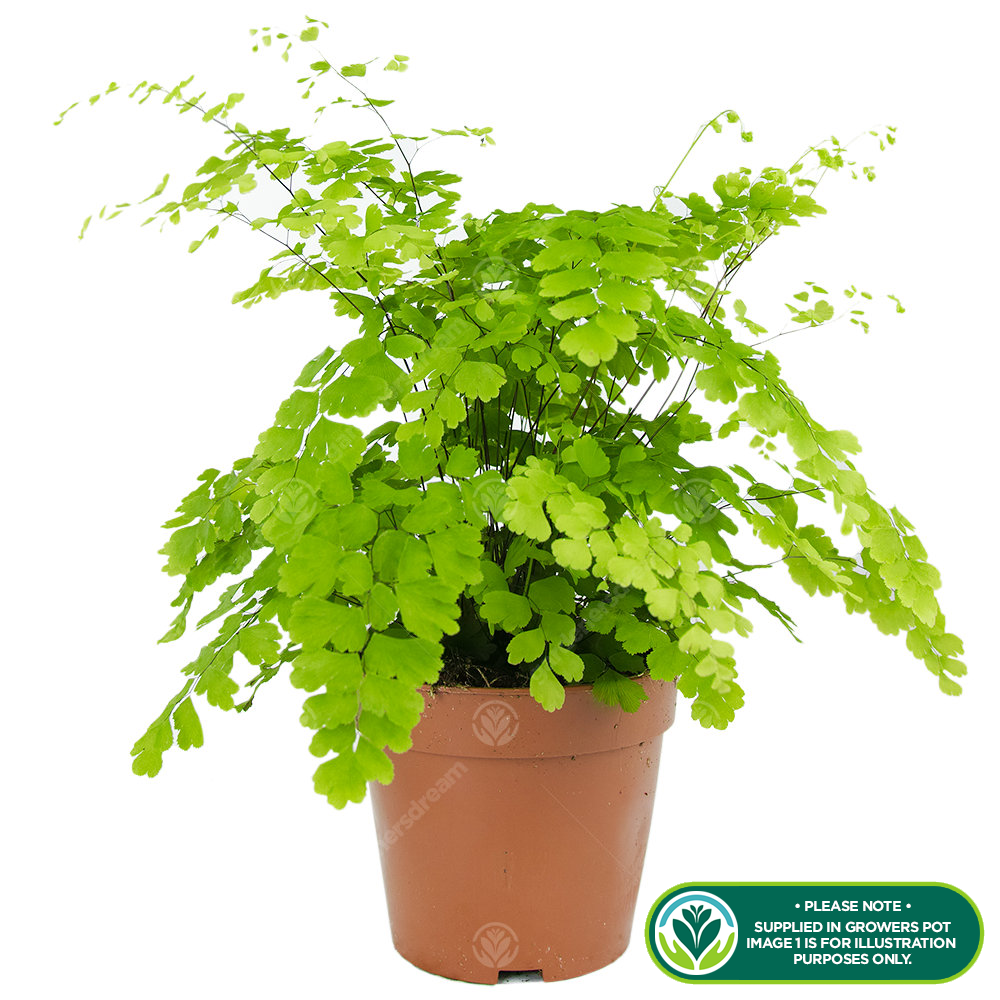 Fern Adiantum Assorted - View 14 from www redcrocus com